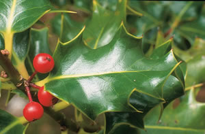 holly-leaf