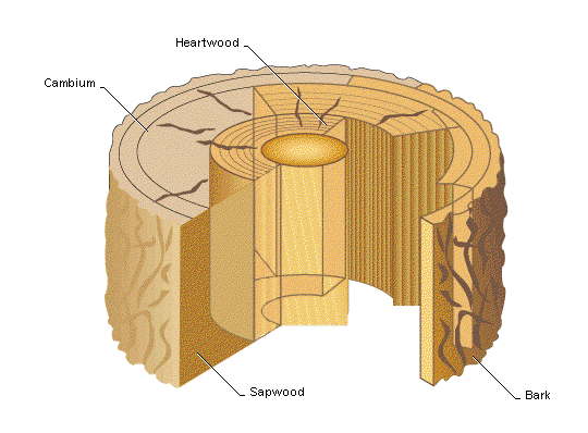 parts of wood