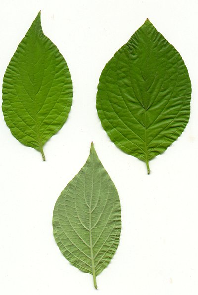 leaves