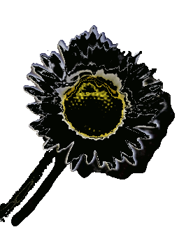 black daisy shadow